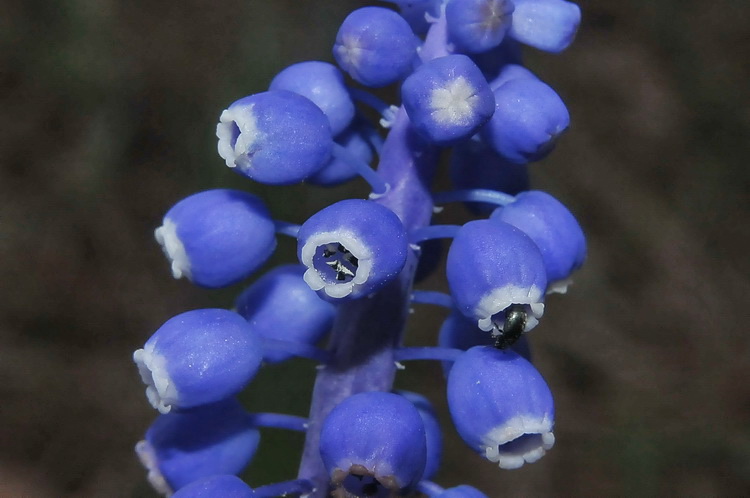 Muscari botryoides